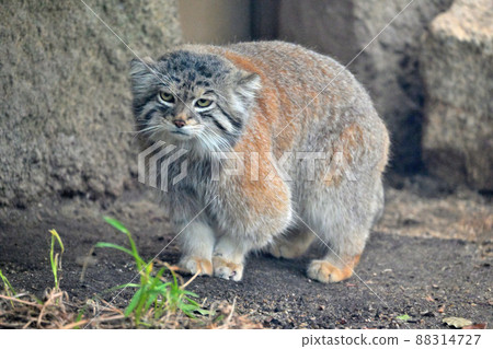 The sharp eyes of the oldest species of the cat family, "Pallas's cat" 88314727