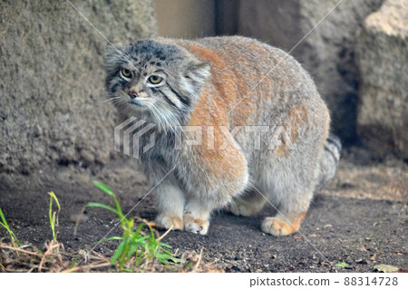 貓科最古老物種“帕拉斯貓”的銳利眼睛 貓科最古老物種“帕拉斯貓”的銳利眼睛 88314728