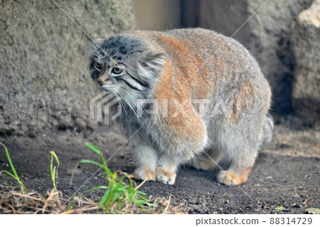 貓科最古老物種“帕拉斯貓”的銳利眼睛 88314729