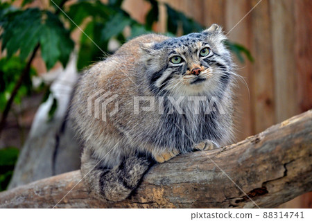 The sharp eyes of the oldest species of the cat family, "Pallas's cat" 88314741