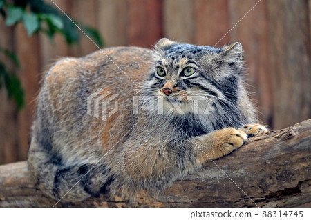 The sharp eyes of the oldest species of the cat family, "Pallas's cat" 88314745