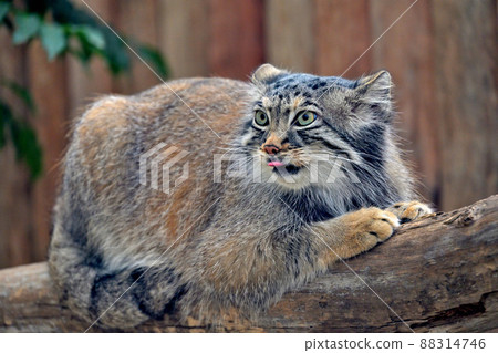 The sharp eyes of the oldest species of the cat family, "Pallas's cat" 88314746