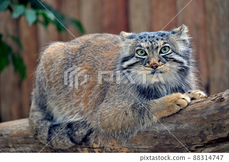 貓科最古老物種“帕拉斯貓”的銳利眼睛 88314747