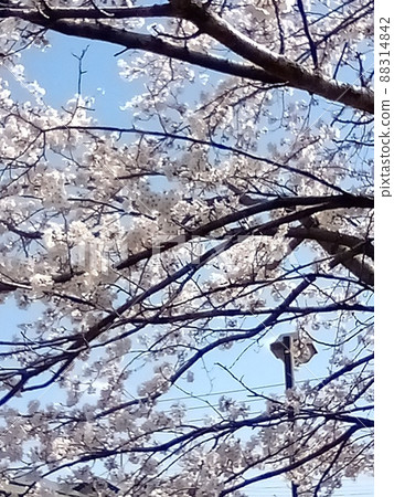 鹿沼櫻 06 鹿沼櫻 06 88314842