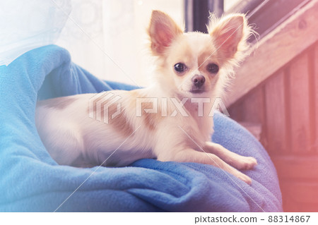 Puppy in the sun on the windowsill. White chihuahua dog in a blue couch. Puppy in the sun on the windowsill. White chihuahua dog in a blue couch. 88314867