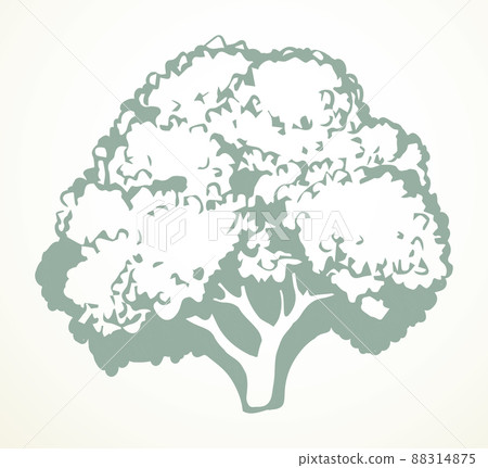 Cauliflower. Vector drawing food object Cauliflower. Vector drawing food object 88314875