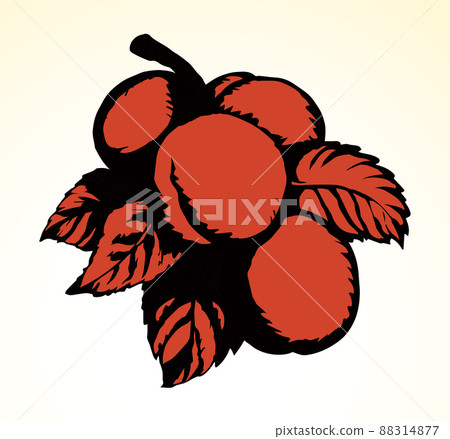 Branch with apricots. Vector drawing Branch with apricots. Vector drawing 88314877
