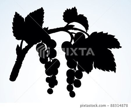 Currants on branch. Vector drawing Currants on branch. Vector drawing 88314878