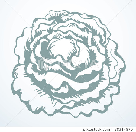 Cabbage. Vector drawing icon sign Cabbage. Vector drawing icon sign 88314879