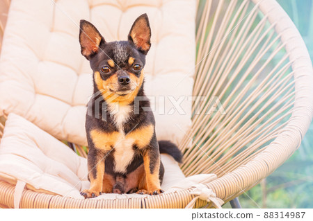 Chihuahua dog tricolor in a beige chair. Animal, dog. Chihuahua dog tricolor in a beige chair. Animal, dog. 88314987