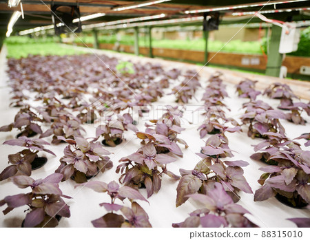 Leafy plant basil with purple leaves growing in garden pots. Leafy greens culinary herb cultivated in agricultural greenhouse. 88315010