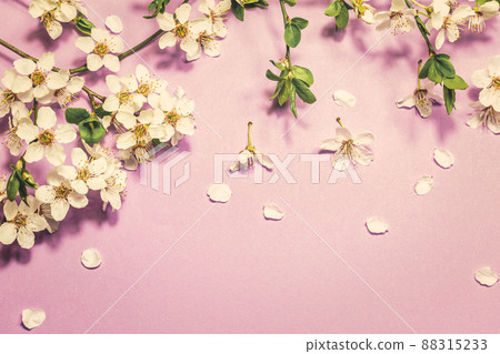 Spring blossom on purple background Spring blossom on purple background 88315233