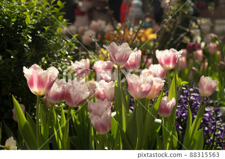 Delicate pink tulips with fringed petals. The rays of the sun fall on the spring flower bed 88315563