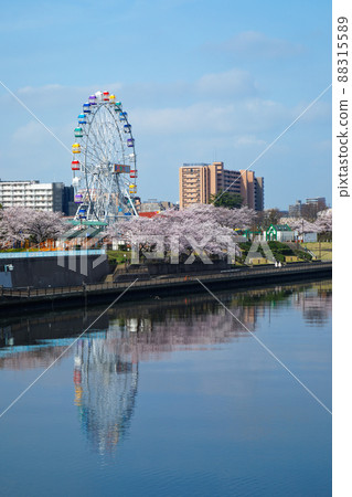 您可以看到荒川遊樂園的新摩天輪和盛開的櫻花，即將在台橋之後重新開放。 88315589