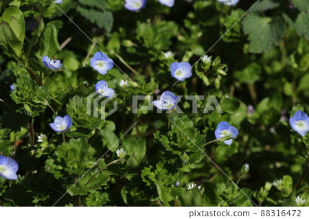 A pretty Persian speedwell flower that blooms in early spring 88316472