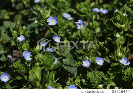 A pretty Persian speedwell flower that blooms in early spring 88316474