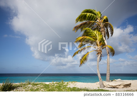 Two palm trees on the sandy beach. Two palm trees on the sandy beach. 88316666