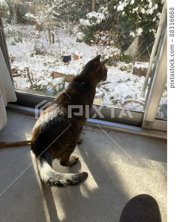 Watching the snow fall in the garden, it's a cat of Kijitora. Watching the snow fall in the garden, it's a cat of Kijitora. 88316668
