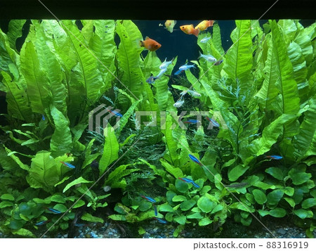 There are many tropical fish swimming in the aquatic plants in the aquarium. 88316919