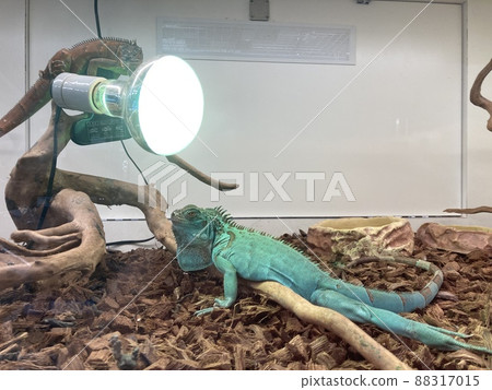 Two green iguanas in the aquarium. 88317015