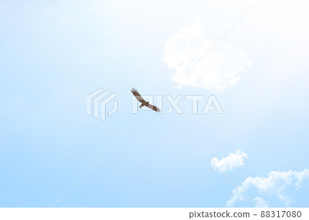 Spread your wings and fly. Low angle shot of an eagle soaring high above the plains of Africa. Spread your wings and fly. Low angle shot of an eagle soaring high above the plains of Africa. 88317080