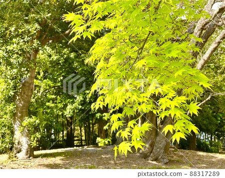 Bright blue maple fresh green Bright blue maple fresh green 88317289