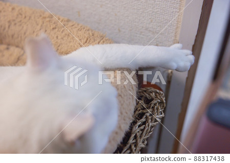 Stretch white cat 88317438