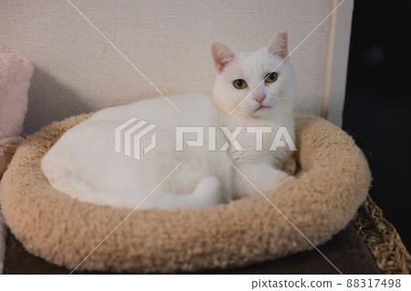 多登白貓 88317498