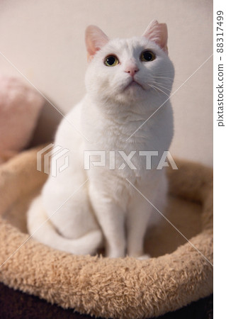 White cat looking up 88317499