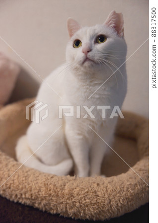 白貓背對著 88317500