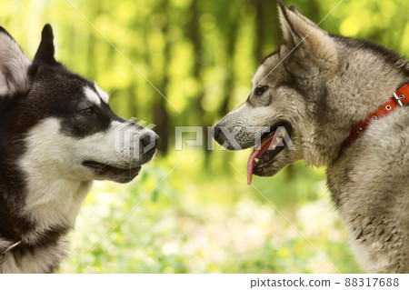 A well socialised dog is a happy dog. Two huskies getting acquainted with one another while in the park - Animal life. A well socialised dog is a happy dog. Two huskies getting acquainted with one another while in the park - Animal life. 88317688