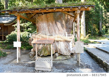 [森町奧國神社的新北“大杉”砧木] 88317945