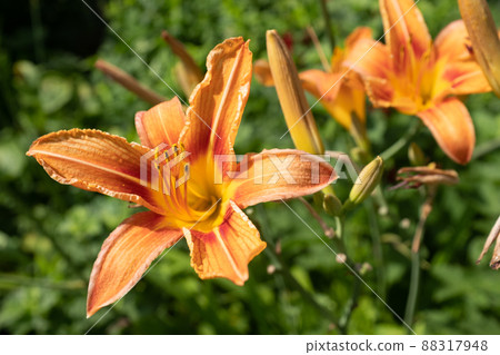 Orange lily flowers, close up. Blooming tiger lilies growing for publication, design, poster, calendar, post, screensaver, wallpaper, postcard, card, banner, cover, website. High quality photography Orange lily flowers, close up. Blooming tiger lilies growing for publication, design, poster, calendar, post, screensaver, wallpaper, postcard, card, banner, cover, website. High quality photography 88317948