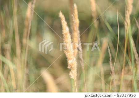 Background of sedge grass on sunny day. Dune grass waving in the wind during sun day. Beach grass as backdrop for branding, calendar, multicolor card, banner, cover, website. High quality photography Background of sedge grass on sunny day. Dune grass waving in the wind during sun day. Beach grass as backdrop for branding, calendar, multicolor card, banner, cover, website. High quality photography 88317950