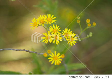 Yellow chamomile flowers, top view. Background with chamomiles in grass. Natural background from a camomiles flowers. Herbs for Traditional Medicine. High quality photo Yellow chamomile flowers, top view. Background with chamomiles in grass. Natural background from a camomiles flowers. Herbs for Traditional Medicine. High quality photo 88317951