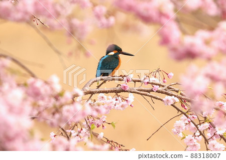 Cherry blossoms and kingfishers Cherry blossoms and kingfishers 88318007