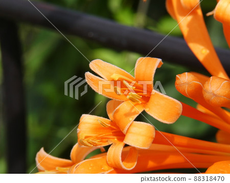 Kaenkazura 火焰藤 88318470