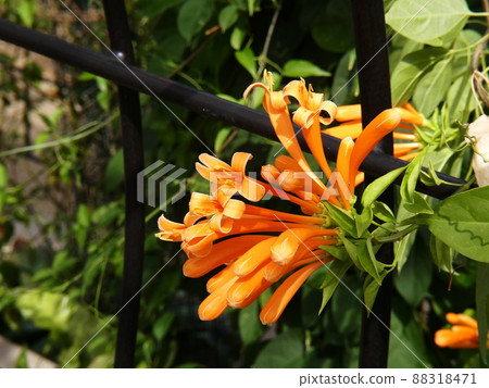 Kaenkazura 火焰藤 88318471