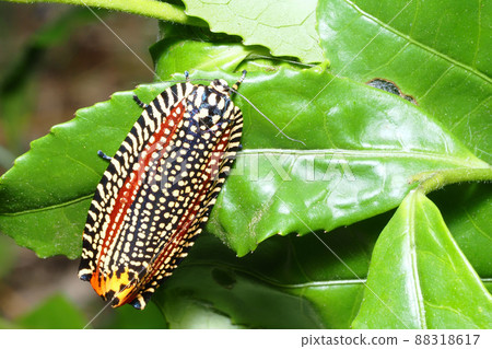 Velvet hamaki 88318617