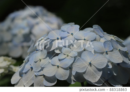 hydrangea   88318863