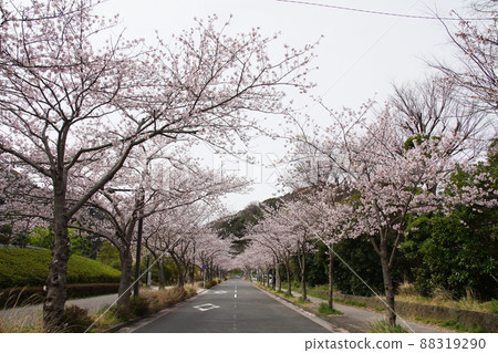 神明公園旁的櫻花 88319290