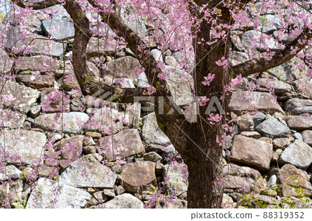 Weeping cherry tree at Fukuoka Castle Ruins D Weeping cherry tree at Fukuoka Castle Ruins D 88319352