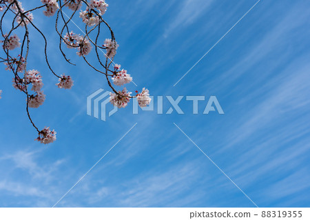 Sakura E at Fukuoka Castle Ruins 88319355
