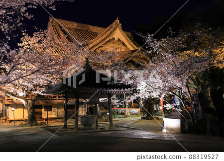Night cherry blossoms Kimiidera Night cherry blossoms Kimiidera 88319527