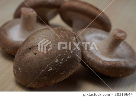 Shiitake mushroom 88319644