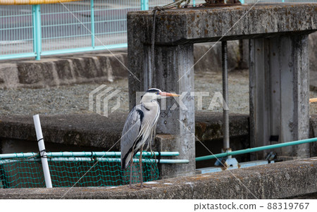 EOSRP Hiroshima Fukuyama, a unnoticed lookout heron. EOSRP Hiroshima Fukuyama, a unnoticed lookout heron. 88319767