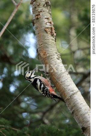 白背啄木鳥、大斑啄木鳥、大斑啄木鳥、大斑啄木鳥、北海道野鳥 88319876