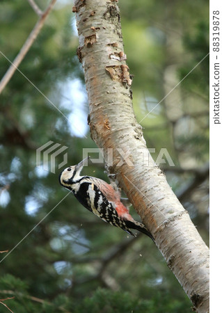 白背啄木鳥、大斑啄木鳥、大斑啄木鳥、大斑啄木鳥、北海道野鳥 88319878