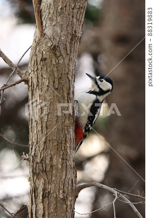 Great spotted woodpecker Great spotted woodpecker Woodpecker Hokkaido wild bird 88319883