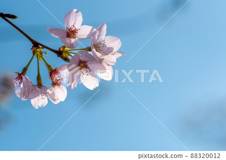 藍天映襯下的櫻花 藍天映襯下的櫻花 88320012